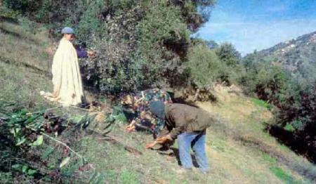 Alekedh nouzemour(Récolte des olives)